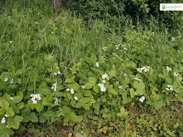 Attēlu rezultāti vaicājumam “Fragaria moschata flower”