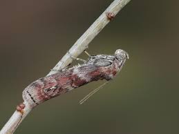 Attēlu rezultāti vaicājumam “Phycita roborella”