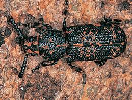 Attēlu rezultāti vaicājumam “Anthribidae”