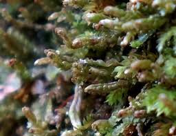 Attēlu rezultāti vaicājumam “Leiocolea heterocolpos”