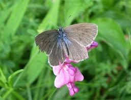 Attēlu rezultāti vaicājumam “Maculinea alcon female”