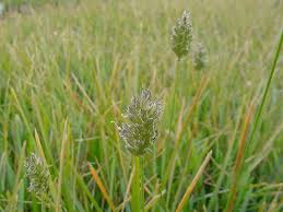 Attēlu rezultāti vaicājumam “Sesleria caerulea leaf”