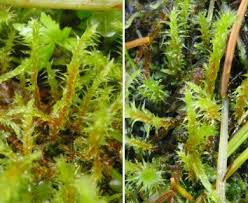 Attēlu rezultāti vaicājumam “Rhytidiadelphus”