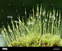 Attēlu rezultāti vaicājumam “Dicranum montanum sporophyte”