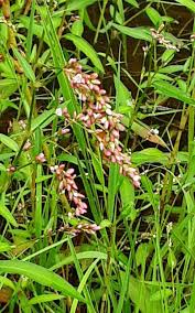 Attēlu rezultāti vaicājumam “Persicaria hydropiper”