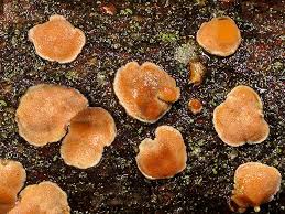 Attēlu rezultāti vaicājumam “Aleurodiscus amorphus”