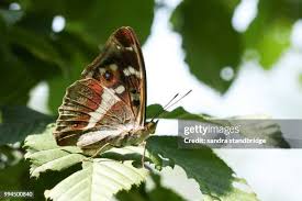 Attēlu rezultāti vaicājumam “Apatura iris female”