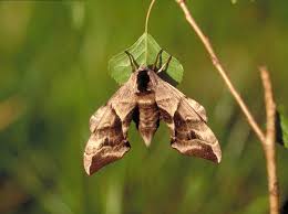 Attēlu rezultāti vaicājumam “Smerinthus ocellata”