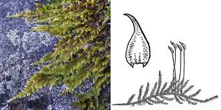 Attēlu rezultāti vaicājumam “Hypnum pallescens”