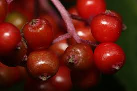 Attēlu rezultāti vaicājumam “Sambucus racemosa fruit”