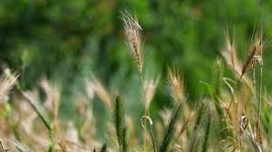 Attēlu rezultāti vaicājumam “Hordelymus europaeus leaf”