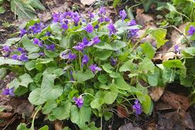 Attēlu rezultāti vaicājumam “Viola sororia”