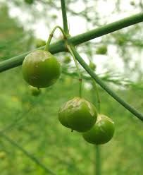 Attēlu rezultāti vaicājumam “Asparagus officinalis leaf”