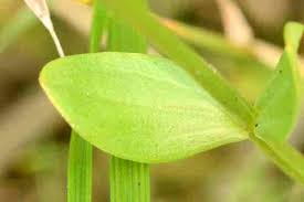 Attēlu rezultāti vaicājumam “Centaurium erythraea leaf”