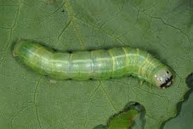 Attēlu rezultāti vaicājumam “Orthosia populeti”