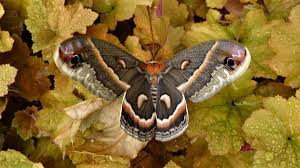 Attēlu rezultāti vaicājumam “Diachea muscorum macro”