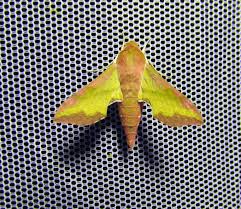 Attēlu rezultāti vaicājumam “Deilephila porcellus”