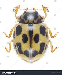 Attēlu rezultāti vaicājumam “Propylea quatuordecimpunctata”