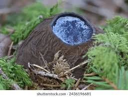 Attēlu rezultāti vaicājumam “Sarcosoma globosum”