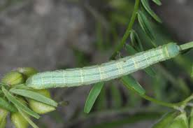 Attēlu rezultāti vaicājumam “Cleora cinctaria”