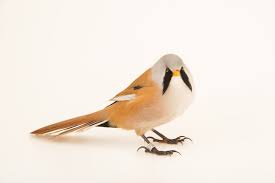 Attēlu rezultāti vaicājumam “Panurus biarmicus”