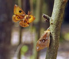 Attēlu rezultāti vaicājumam “Aglia tau”