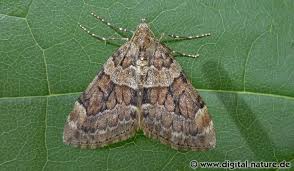 Attēlu rezultāti vaicājumam “Thera variata”