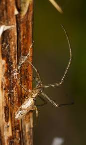 Attēlu rezultāti vaicājumam “Tetragnatha montana”