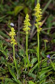Attēlu rezultāti vaicājumam “Herminium monorchis flower”