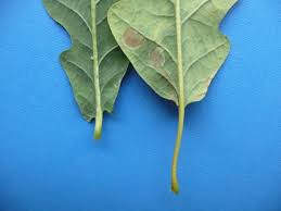 Attēlu rezultāti vaicājumam “Quercus robur leaf”