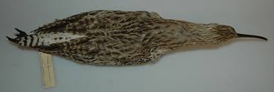 Image result for Numenius tenuirostris