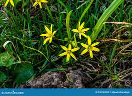 Attēlu rezultāti vaicājumam “Gagea pratensis”