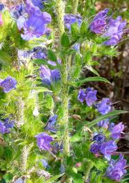 Attēlu rezultāti vaicājumam “Echium vulgare flower”