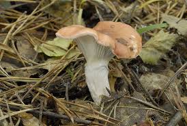 Attēlu rezultāti vaicājumam “Gomphidius roseus”