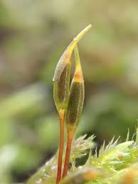 Attēlu rezultāti vaicājumam “Homalothecium sericeum”