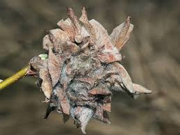 Attēlu rezultāti vaicājumam “Rhabdophaga rosaria”