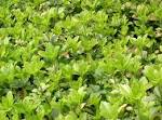 File:<b>Pachysandra</b> terminalis1.