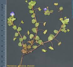 Attēlu rezultāti vaicājumam “Veronica persica”