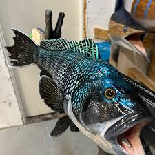 Image result for Seabrook Sea Anglers Association