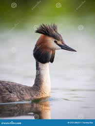 Attēlu rezultāti vaicājumam “Podiceps cristatus”