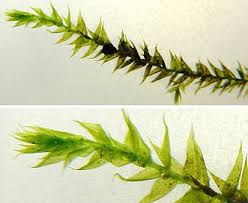 Attēlu rezultāti vaicājumam “Leptodictyum riparium”