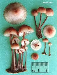 Attēlu rezultāti vaicājumam “Mycena haematopus”