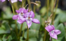 Attēlu rezultāti vaicājumam “Viola rupestris leaf”