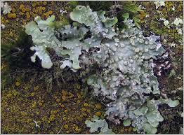 Attēlu rezultāti vaicājumam “Punctelia subrudecta”