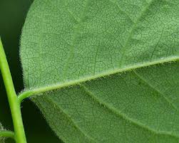 Attēlu rezultāti vaicājumam “Gymnocladus dioicus leaf”
