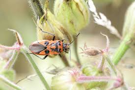 Attēlu rezultāti vaicājumam “Corizus hyoscyami”