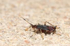 Attēlu rezultāti vaicājumam “Deraeocoris ruber”