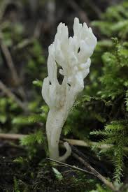 Attēlu rezultāti vaicājumam “Clavulina rugosa”