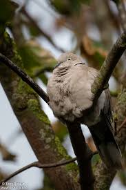 Attēlu rezultāti vaicājumam “Streptopelia decaocto adult”