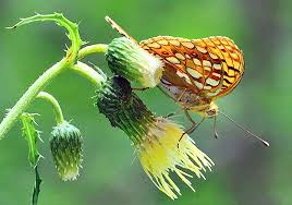 Attēlu rezultāti vaicājumam “Argynnis adippe underside”